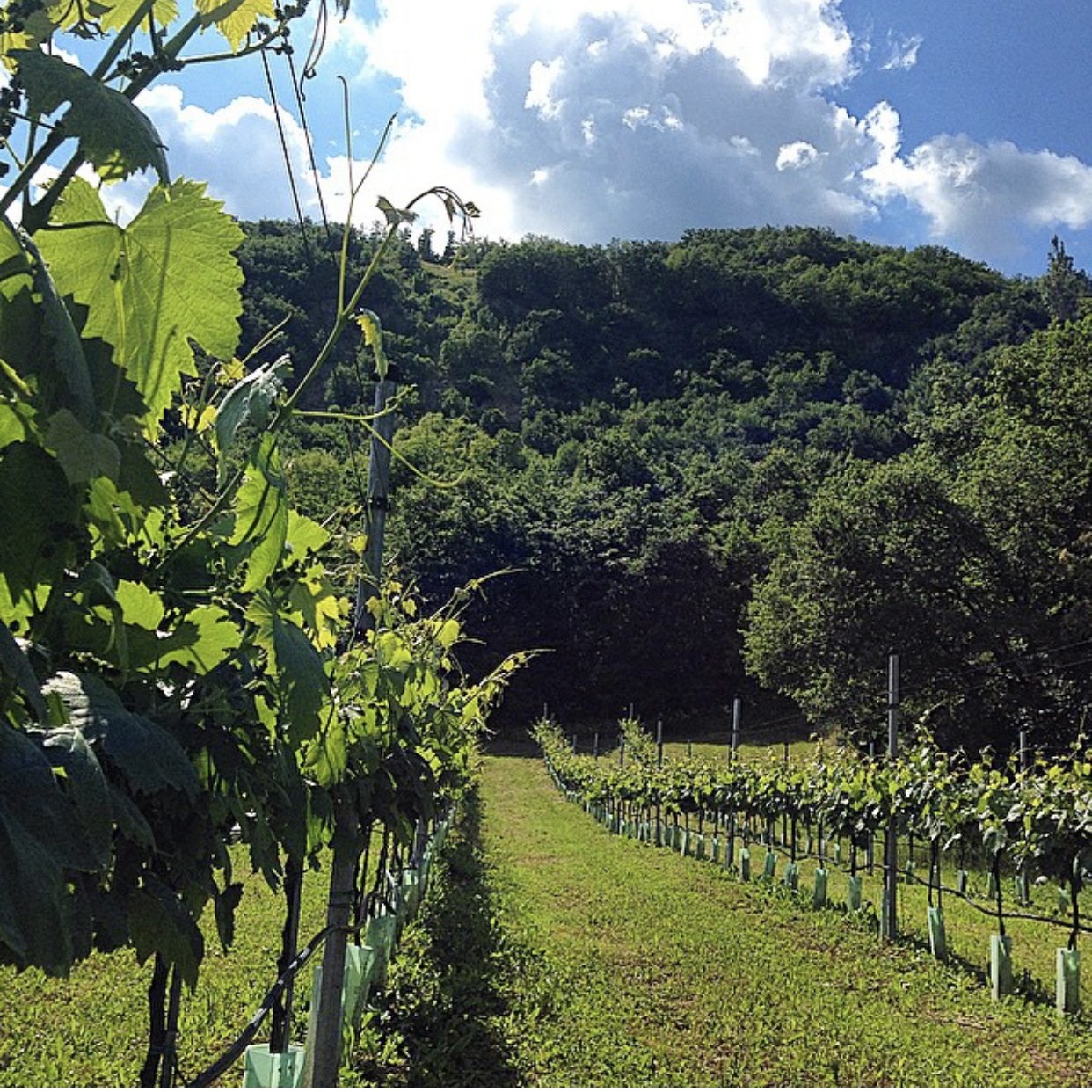 Picnic in vigna